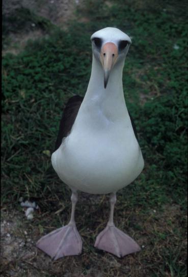 Laysan, albatross, ptak, stojący, phoebastria immutabilis