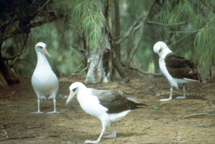 laysanská Albatros, ptáky, pozemní