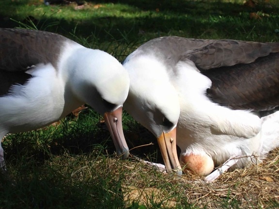 Laysan, albatro, uccelli, coppia, uovo