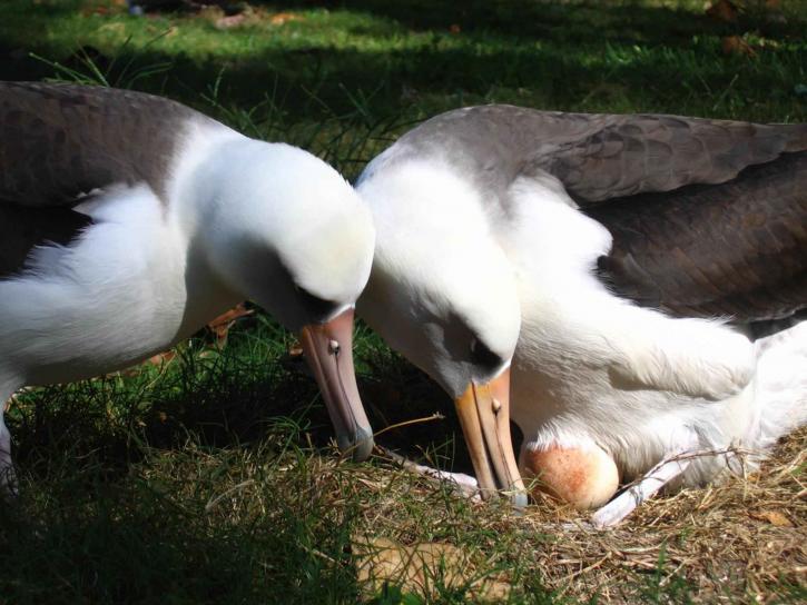 laysan, albatross, birds, pair, egg