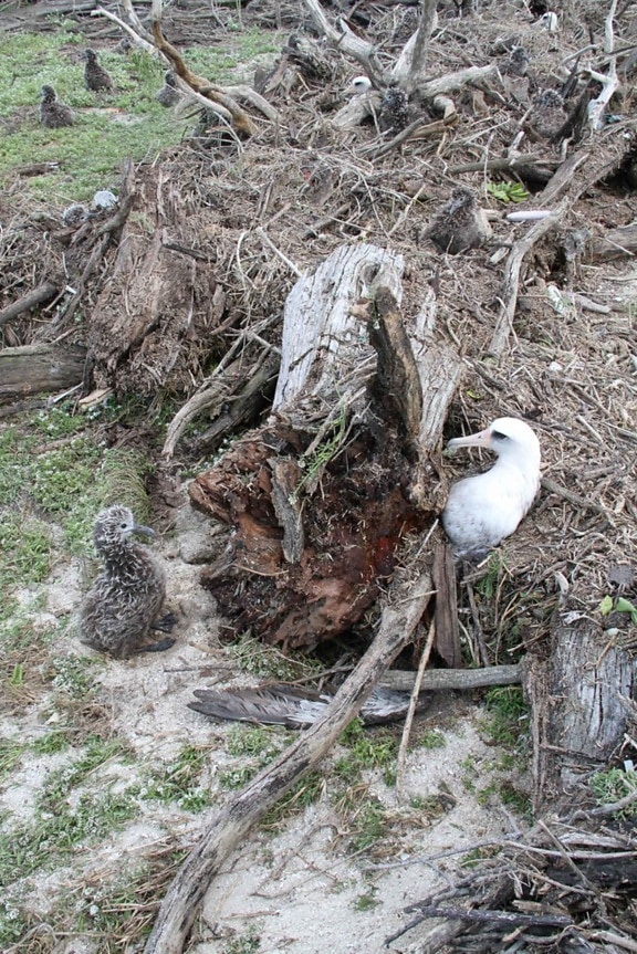 laysan, albatross, chick, adult