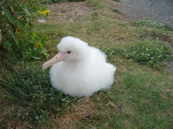 laysan, albatross, chick, bird, phoebastria immutabalis