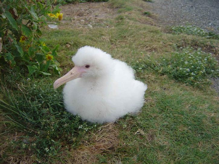 Laysan albatross chick, fugl, phoebastria immutabalis