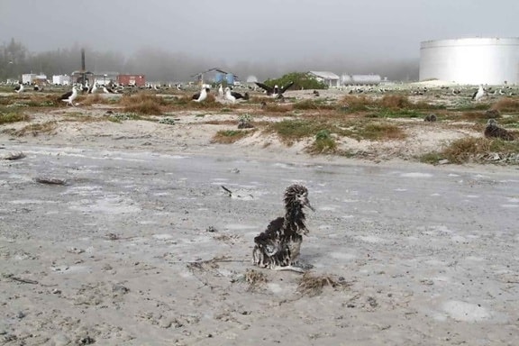 laysan, albatross, chick, survived, washed, tsunami