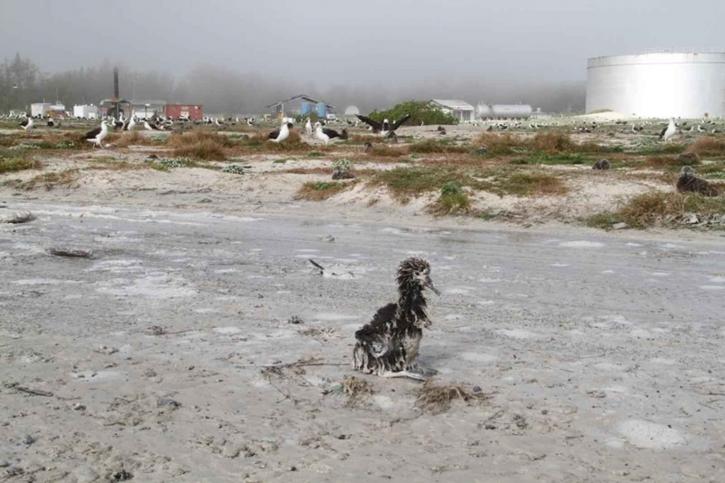 laysan, albatros, Küken, überlebte, gewaschen, Tsunami