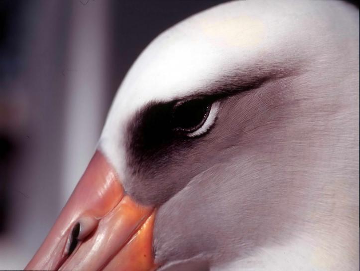 Laysan, albatros, de près, tête, coup