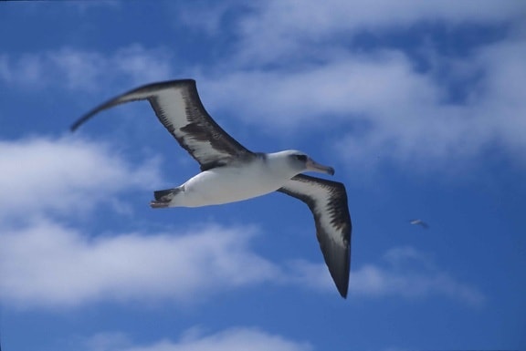 laysan, albatross, flying, air