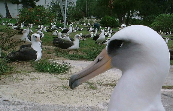 laysan, albatross, housing, area