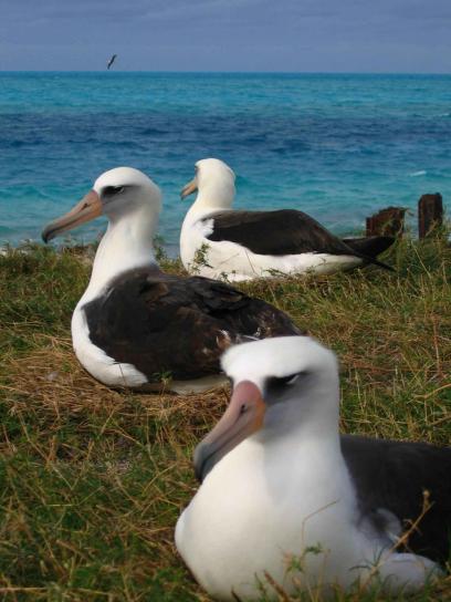 Laysan, albatros, nid, eau