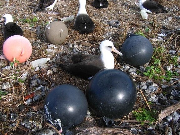Laysan albatross, bersarang, marine, puing-puing