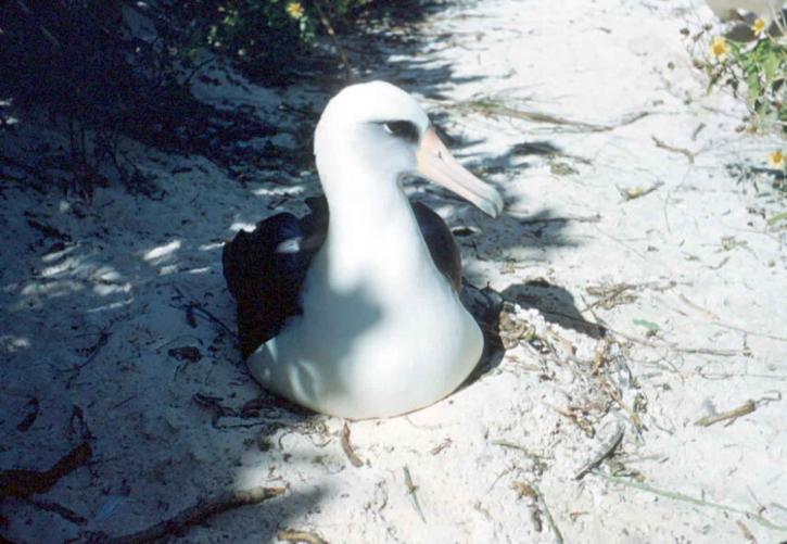 Laysan albatrosa, gniazdo, ptak