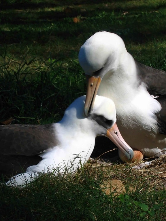 Laysan, albatros, paire, oiseaux