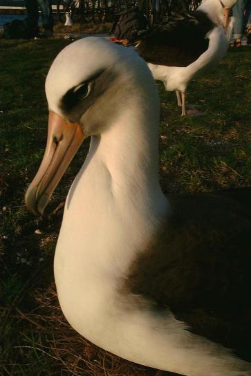Laysan albatross, phoebastria immutabalis