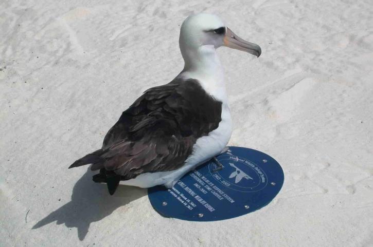 laysan albatross, descanso, refúgio, cápsula