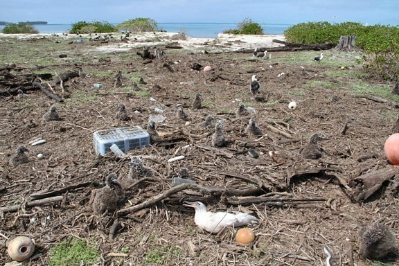 laysan, albatros, pegado, escombros, isla