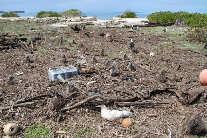 laysan, albatross, stuck, debris, island