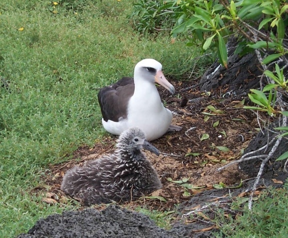 laysan, albatros, polluelo