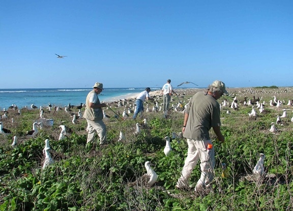 folk laysan albatross, phoebastria immutabilis, reir, kysten