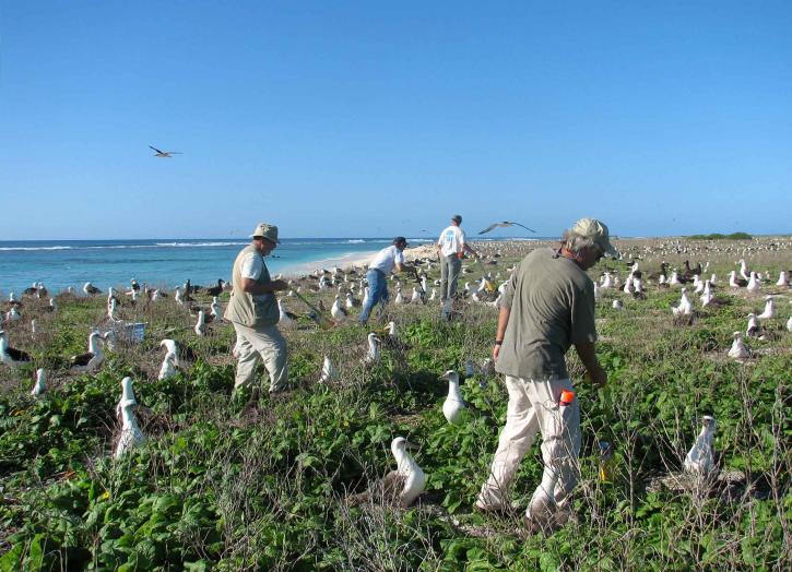 people, laysan, albatross, phoebastria immutabilis, nests, coast