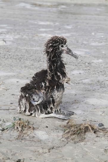 surviving, laysan, albatross, chick, tsunami
