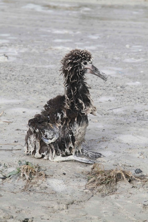survivant, Laysan, albatros, poussin, tsunami