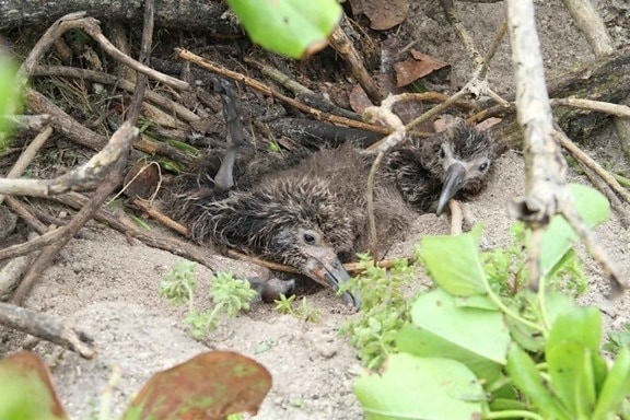 twee laysan Albatros, kuikens, begraven, zand, vegetatie, tsunami, Golf