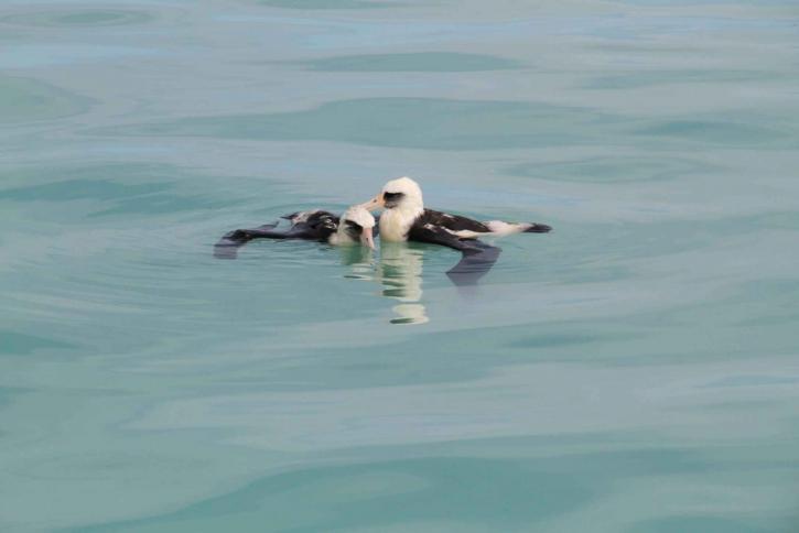 två, utmattad, laysan albatross, tvättas, lagoon