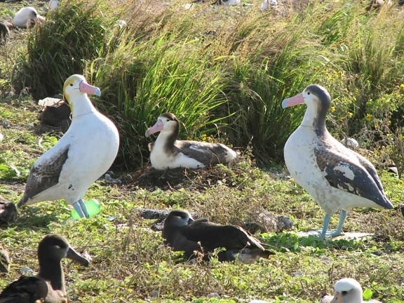 phoebastria albatrus, birds, nesting, area, goose, bird, waterfowl