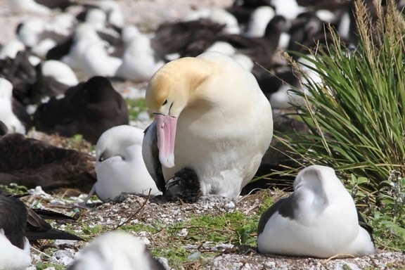 pássaro, de cauda-curta, albatroz, chick, ninho, chão