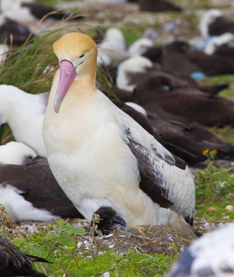 mâle, courte queue, albatros, oiseau, poussin, Phoebastria albatrus