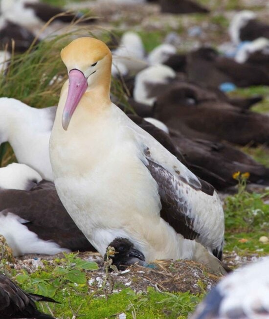 Free picture: short tailed, albatross, chick, hatches