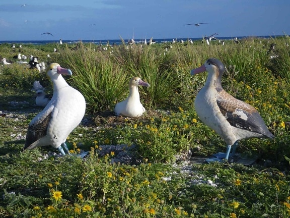 male, short tailed, albatross, incubating, egg, nest, phoebastria albatrus