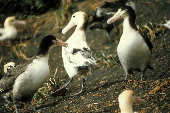 ngắn đuôi, albatross, chim, diomedea albatrus