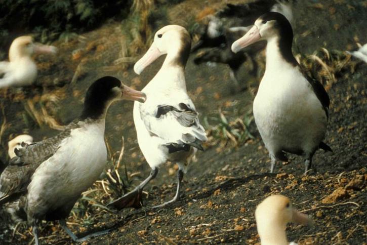 Krótki ogoniasty, albatross, ptak, diomedea albatrus