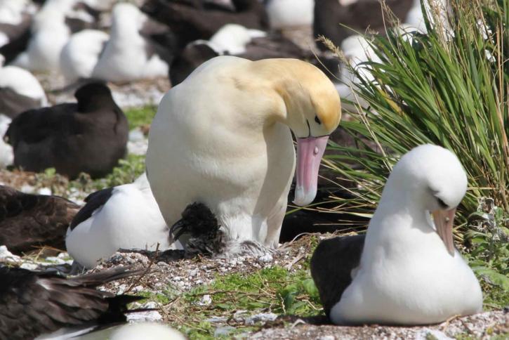 short tailed, albatross, birds, chicks, phoebastria albatrus