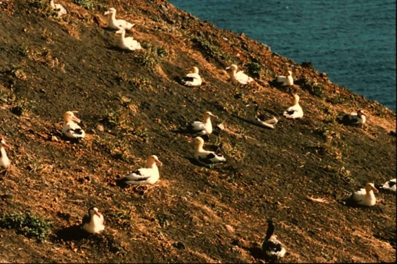 short tailed, albatross, birds, nest, ground, rock, landscape