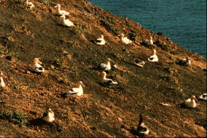 short tailed, albatross, birds, nest, ground, rock, landscape