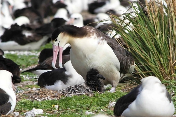 short tailed, albatross, birds, phoebastria albatrus