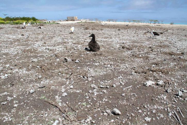 kurz angebunden, albatros, Küken, verschoben wird, überlebt