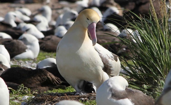 ngắn đuôi, albatross, gà, nắp