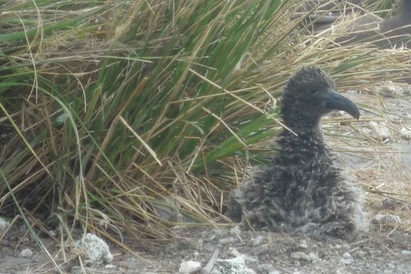 short tailed, albatross, chick, survives, major, storm, coot
