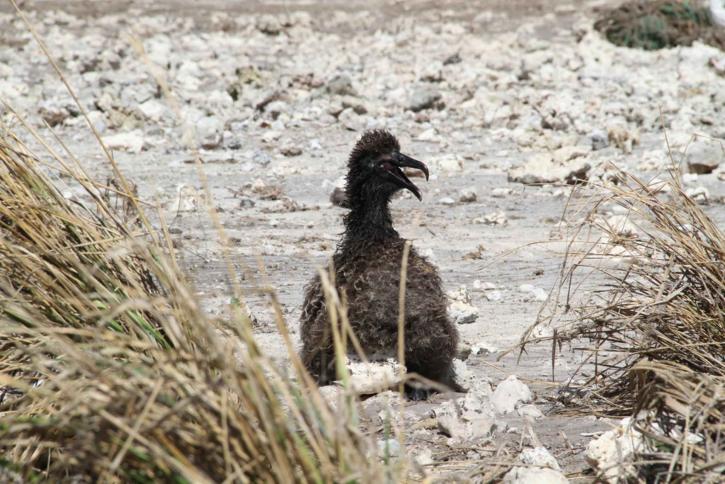 short tailed, albatross, chick, survives, tsunami
