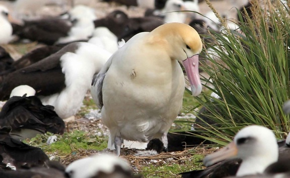 ekor pendek, Albatros, up-close, tanah