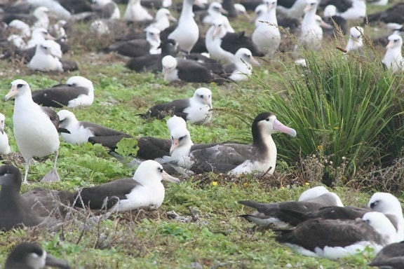 albatross đuôi, ngắn, ấp, trứng