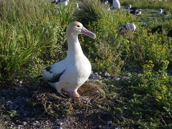 courte queue, albatros, mâle, oeuf