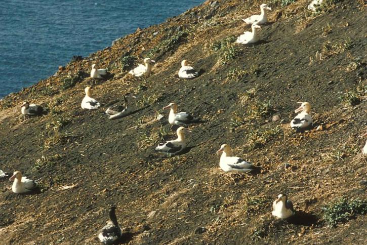 Krótki ogoniasty, albatross, zagnieżdżanie