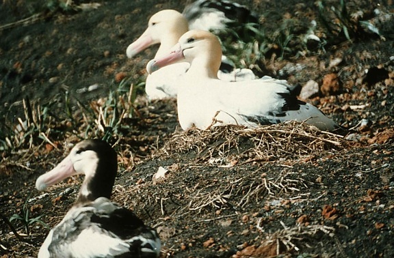 de cauda-curta, albatroz, aninhamento, diomedea albatrus