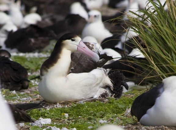 short tailed, albatross, chick, phoebastria albatrus, bird, albatross, seabird, duck