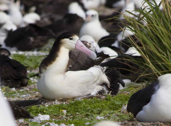 kort svans, albatross, chick, phoebastria albatrus