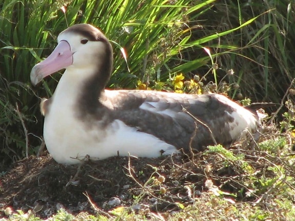 courte queue, albatros, nid